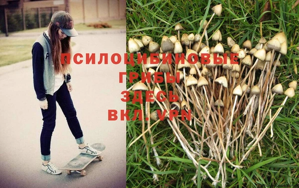 стафф Гатчина